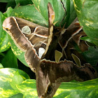 Rothschilds Moth mating
