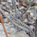 Western Fence Lizard