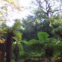 Giant tree fern