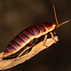 Table Mountain Cockroach