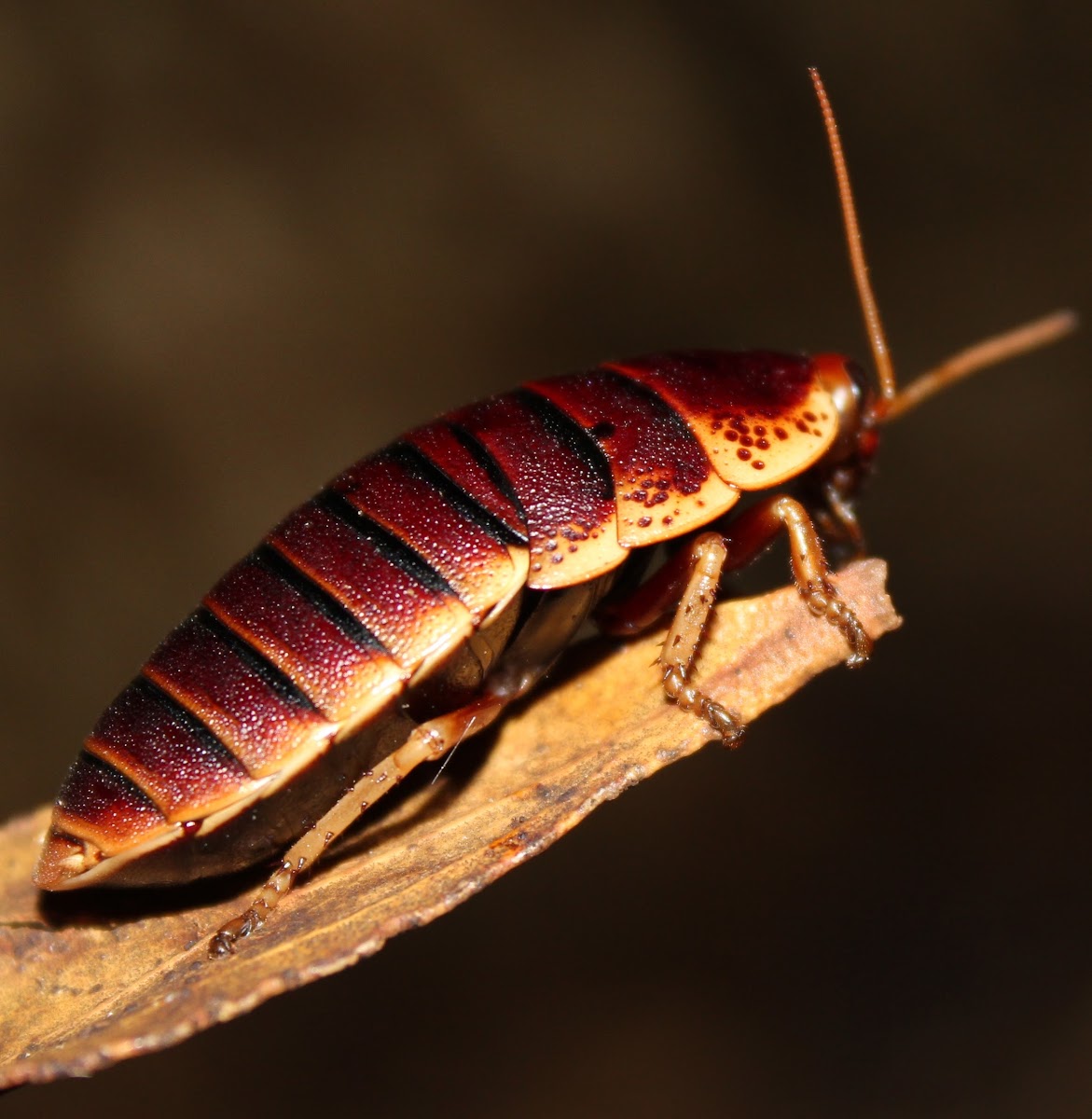 Table Mountain Cockroach
