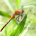 Meadowhawk Dragonfly