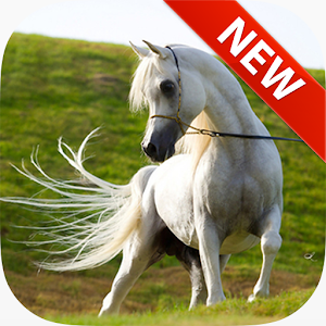 Arabian Horse Wallpapers.apk 1.0