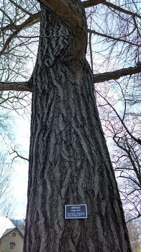 Ginko Historic Tree