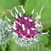 Woolly Burrdock / Pustenasti čičak