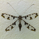 Blotched Long-horned Owlfly