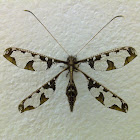 Blotched Long-horned Owlfly