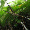 Eurasian Siganture spider, स्वाक्षरी ओवणारा कोळी