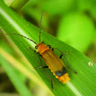 Soldier beetle.