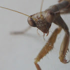 praying mantis(louva-a-deus)