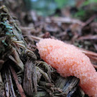 Red raspberry slime mold