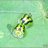 Green Tortoise Beetle (Mating)