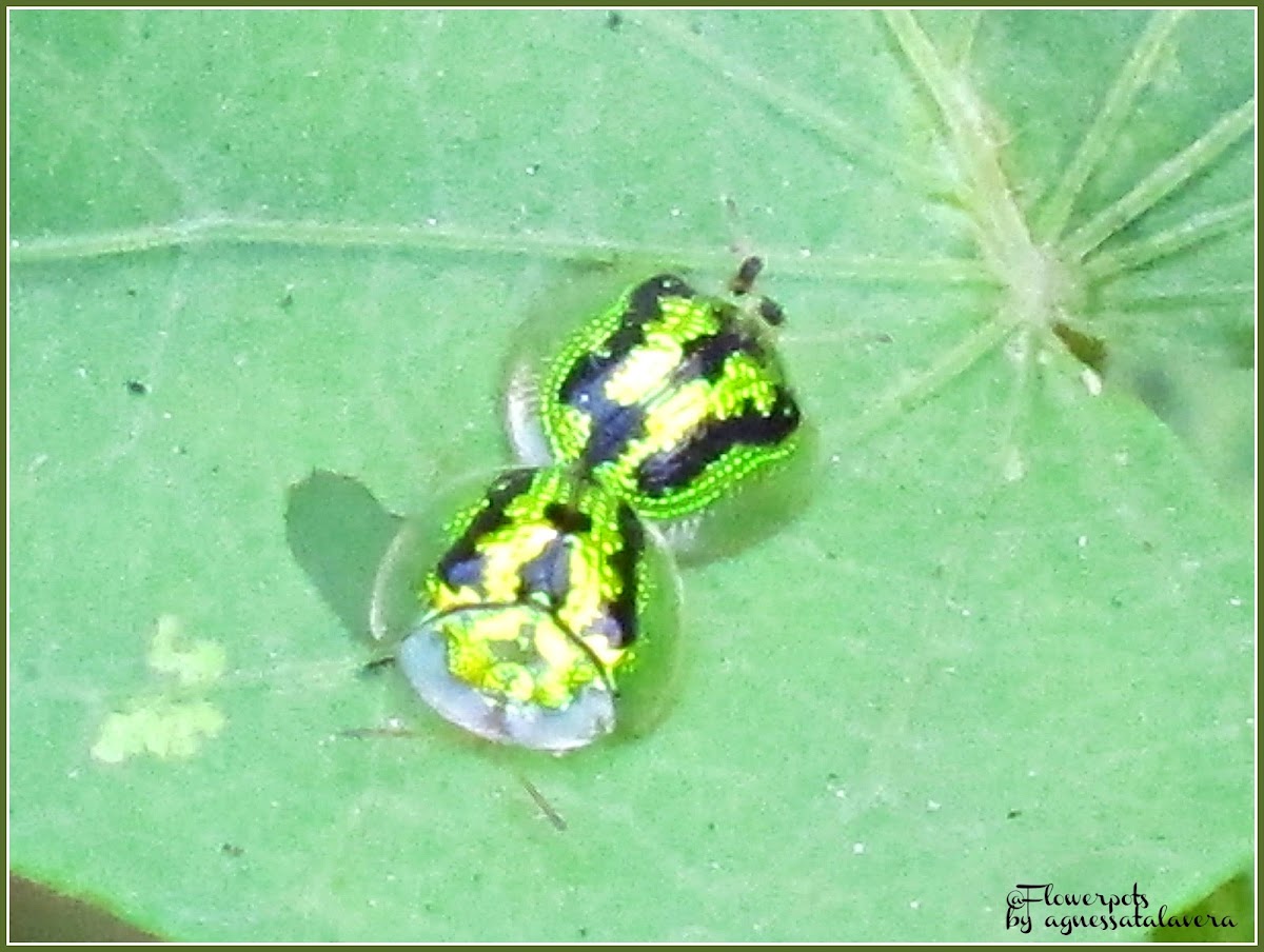 Green Tortoise Beetle (Mating)