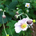 Japanese Anemone