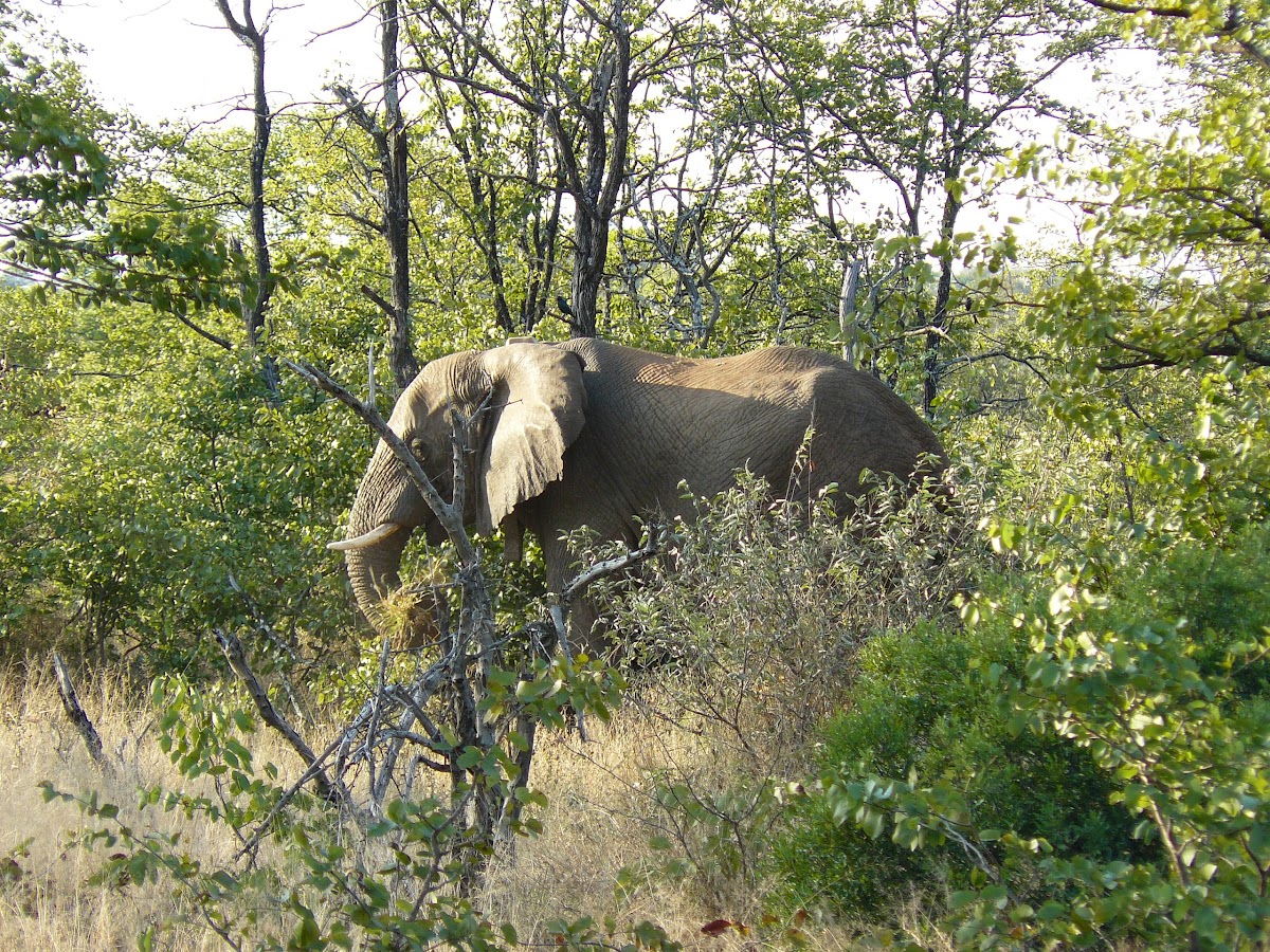 African Elephant