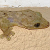 Turnip tailed Gecko