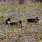 Blue-winged Teal