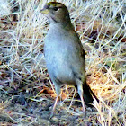 Golden Crowned Sparrow (immature)