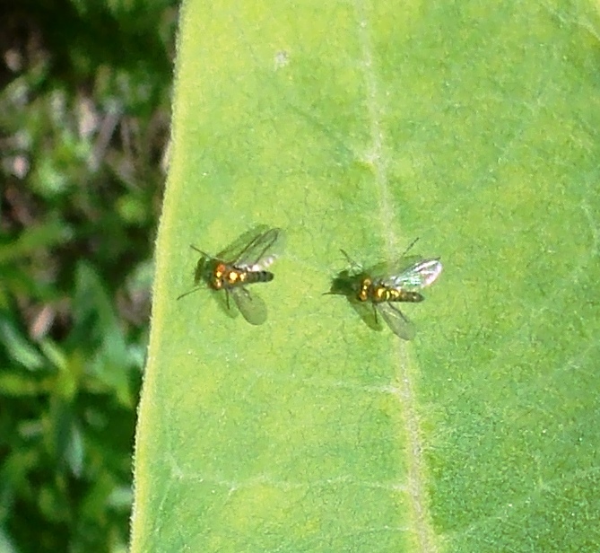 Long-legged Flies