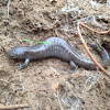 Small Mouth Salamander