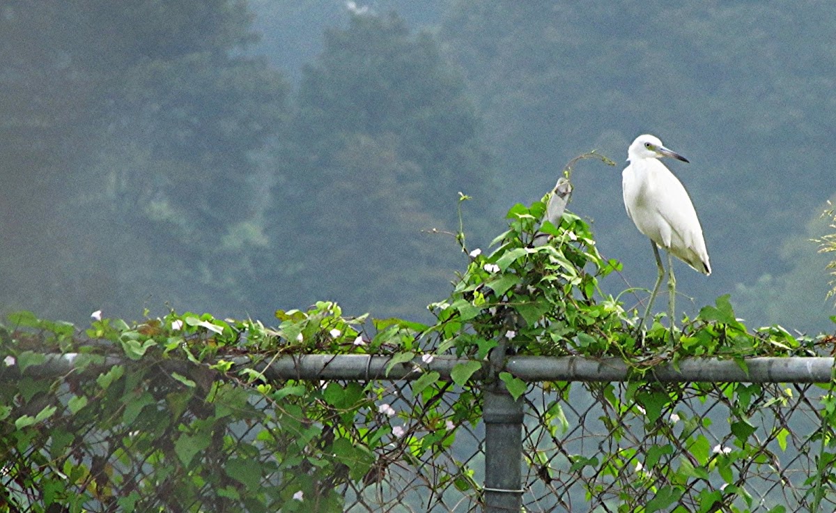 Little Blue Heron