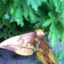 Imperial Moth