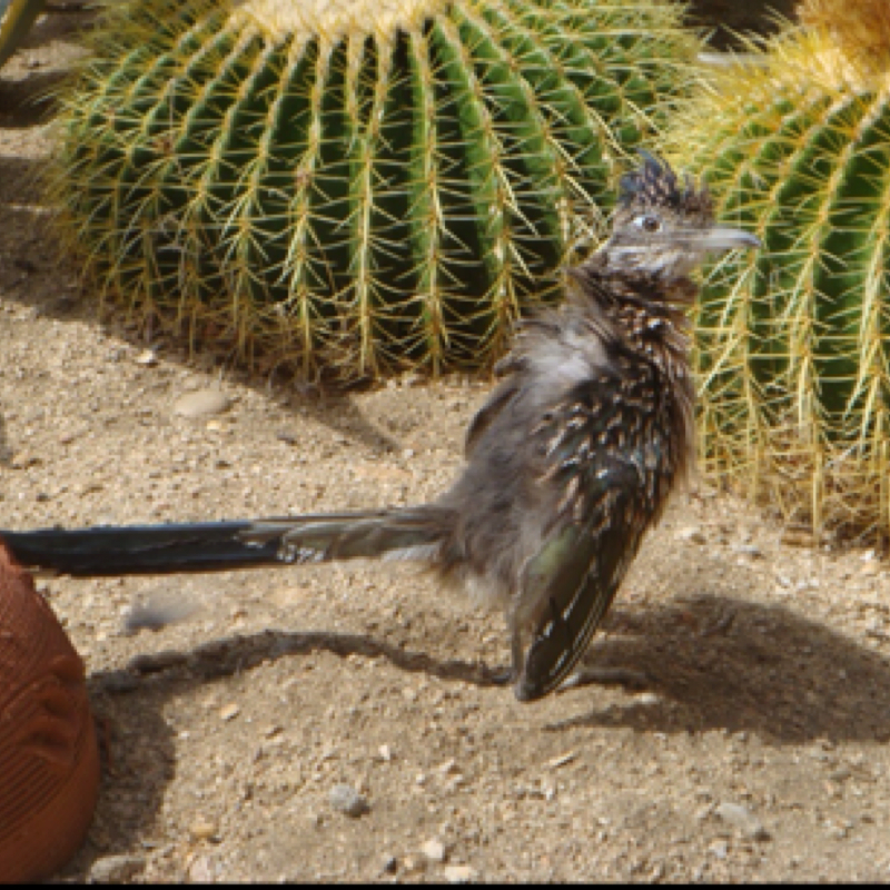 Roadrunner