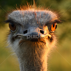 by RN Nobby Clarke - Animals Birds