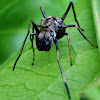 Black Ant mimic jumping spider
