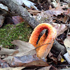 Columned Stinkhorn