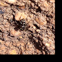 Zebra Jumper spider