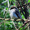 Eastern Wood-Pewee