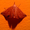 Moth