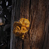 Yellow shelf fungus, Sulfur fungus
