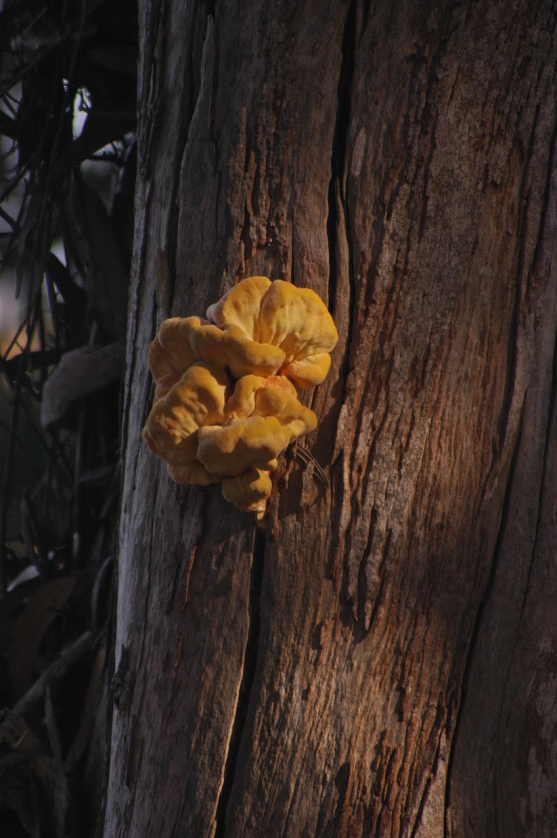 Yellow shelf fungus, Sulfur fungus