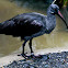 Hadada Ibis