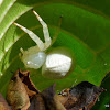 White Flower spider