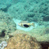 Blackbelly triggerfish