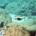 Blackbelly triggerfish