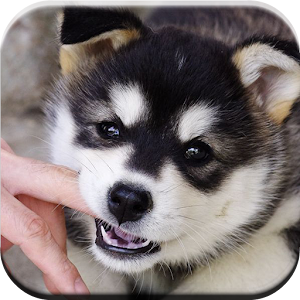 Puzzle Alaskan Malamute Game.apk 1.0