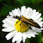 False blister beetle