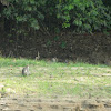 Pig-tailed and long-tailed Macaques