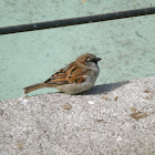 Gorrión común. House Sparrow