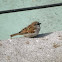 Gorrión común. House Sparrow
