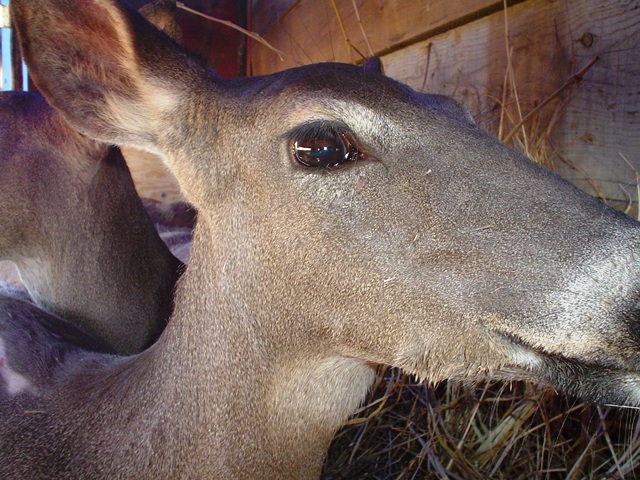 Venado cola blanca texano (white-tailed deer)