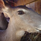 Venado cola blanca texano (white-tailed deer)