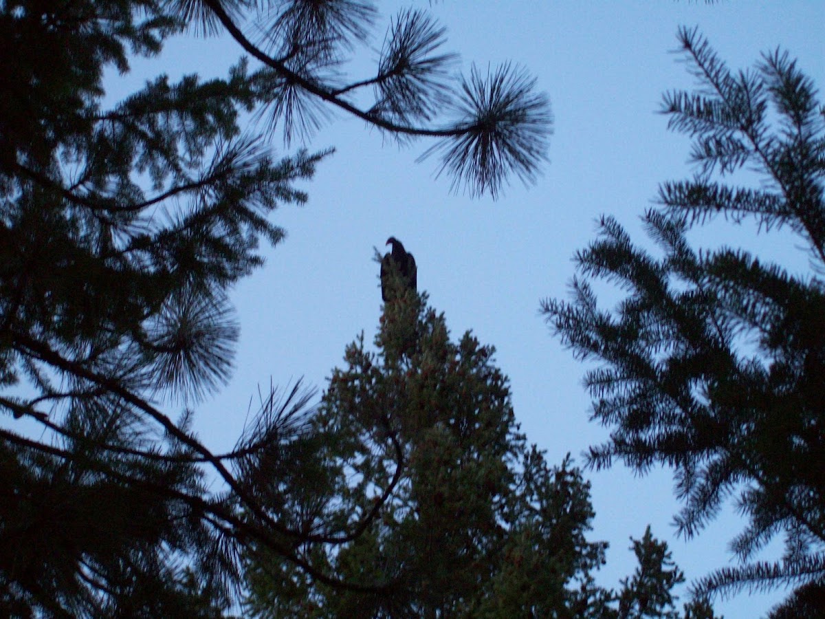 Turkey Vulture