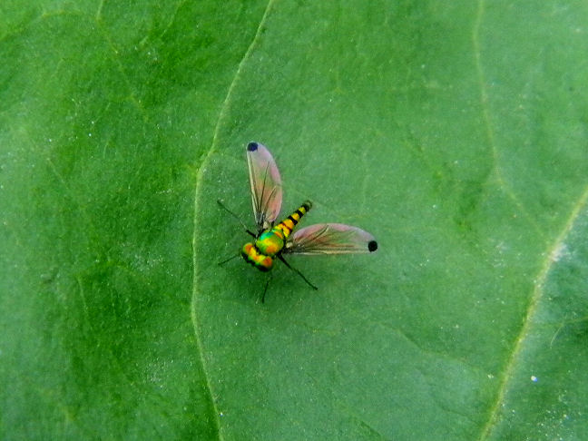 long-legged fly