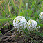 Aliso de mar, Sweet Alyssum