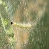 Fall Webworm Moth (larva)